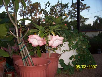 angeltrumpet.jpg