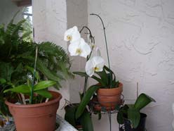 orchid.jpg