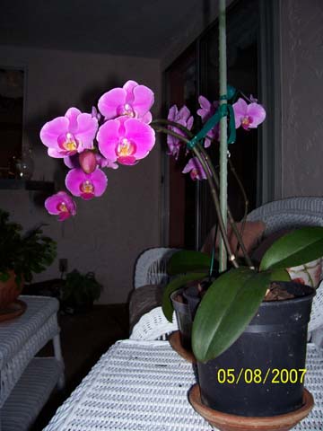 purpleorchids.jpg