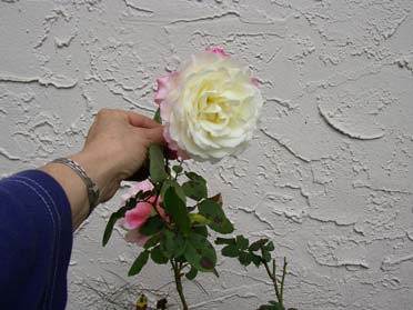rose.jpg