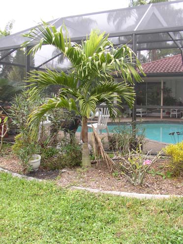 royalpalm.jpg